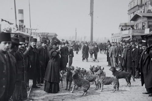 Dört Ayaklı Belediye: İstanbul’un Sokak Köpekleri Sergisi 22 Nisan’a Kadar Uzatıldı!