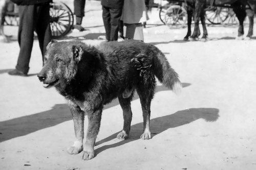 Dört Ayaklı Belediye: İstanbul’un Sokak Köpekleri Sergisi 22 Nisan’a Kadar Uzatıldı!