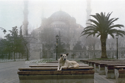 Dört Ayaklı Belediye: İstanbul’un Sokak Köpekleri Sergisi 22 Nisan’a Kadar Uzatıldı!