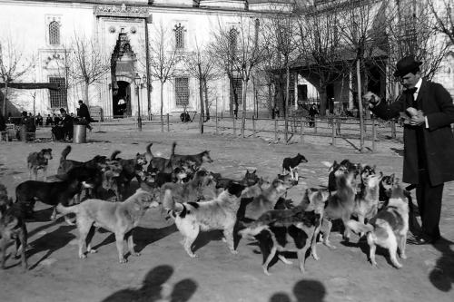 Dört Ayaklı Belediye: İstanbul’un Sokak Köpekleri Sergisi 22 Nisan’a Kadar Uzatıldı!