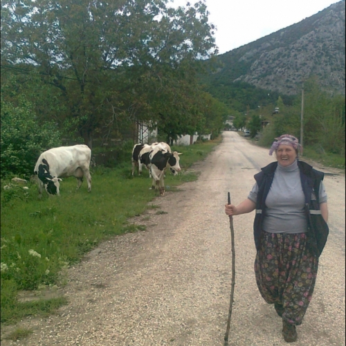 Köylüyüm ama ineklerim bile kültürlü